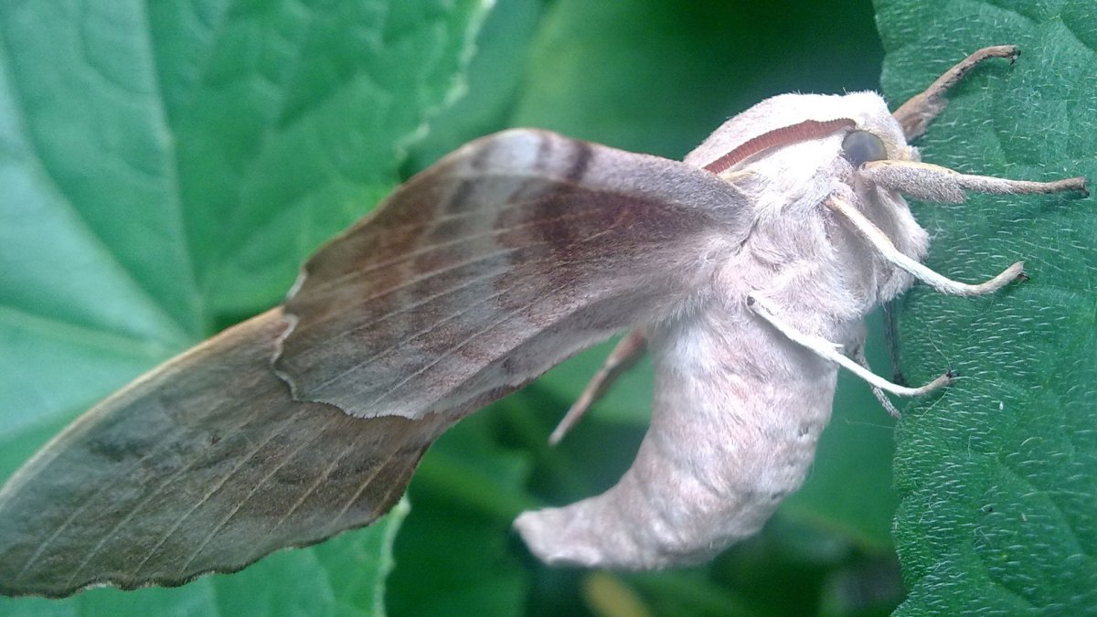 Мотылек Богонга