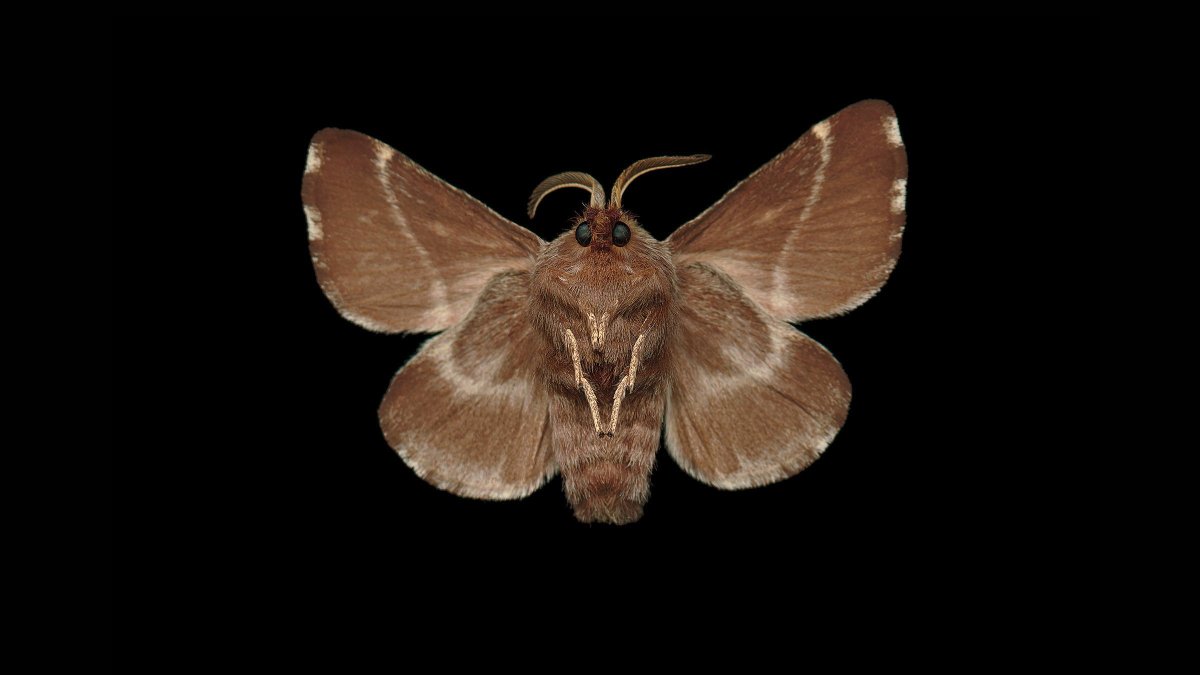 Бабочка ястреб