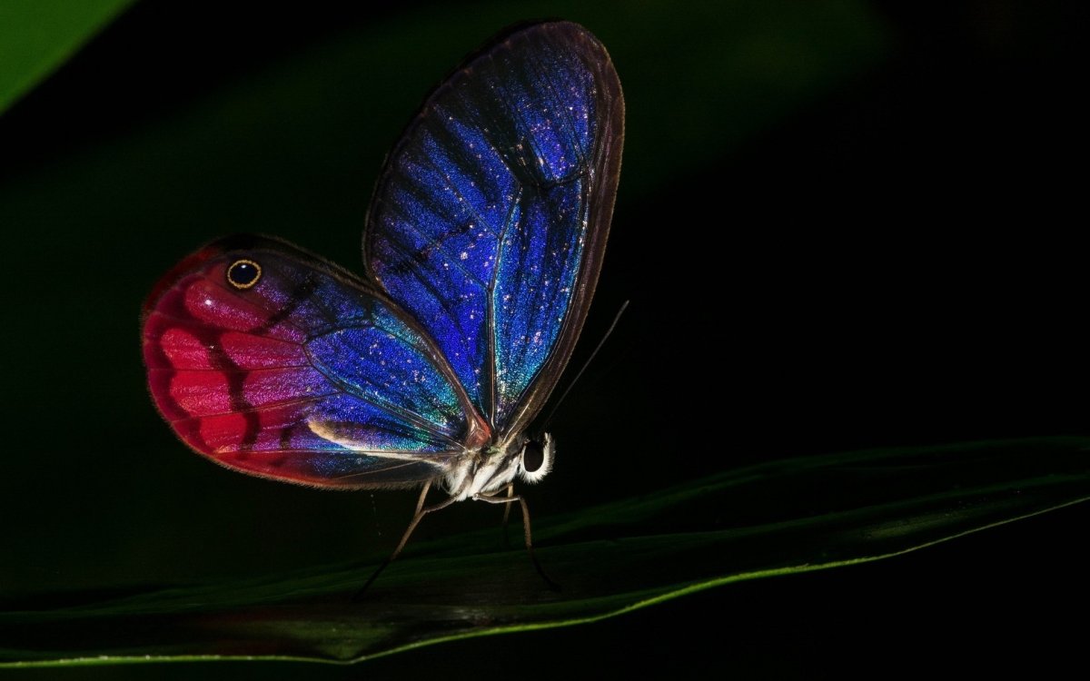 Бабочки ночью