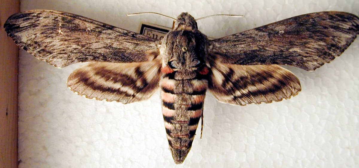 Большая моль