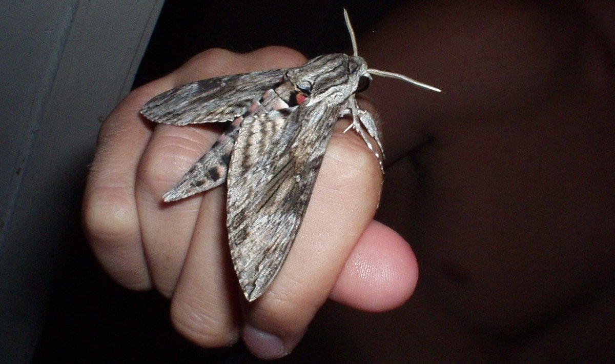 Ночные бабочки (Bogong Moth)
