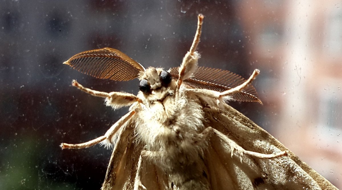 Мотылек вблизи