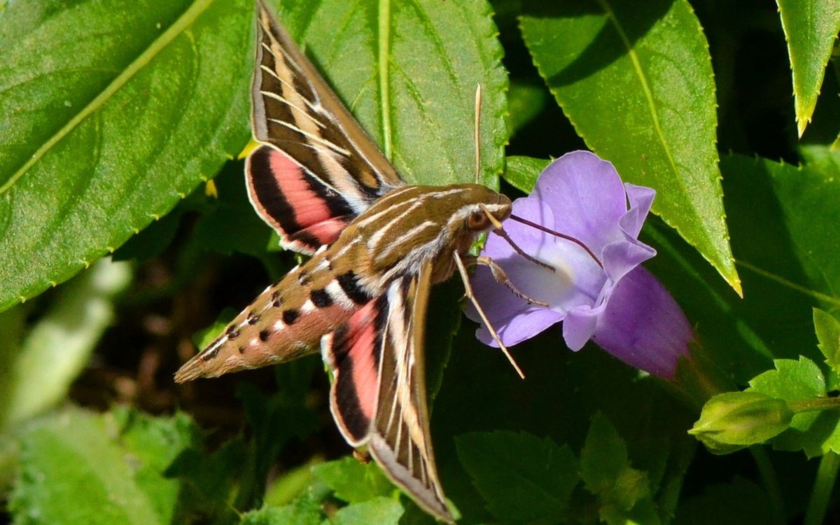 Бражник подмаренниковый гусеница