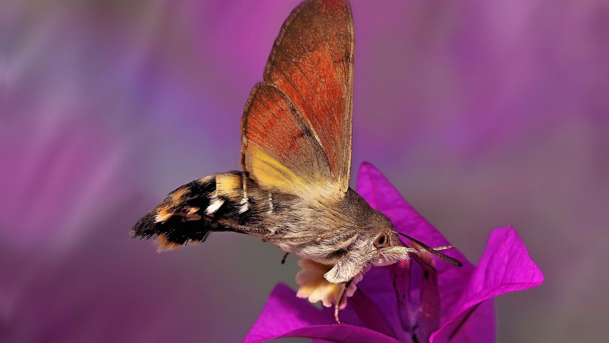 Бабочка языкан обыкновенный