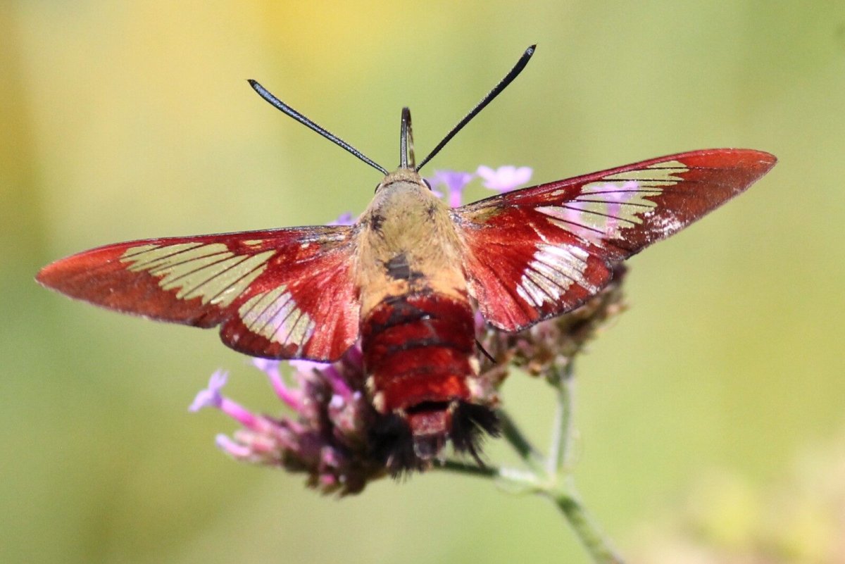 Бражник языкан обыкновенный