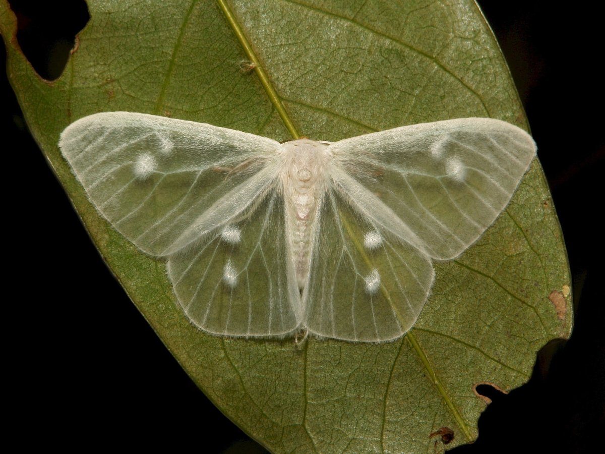 Бабочка волнянка