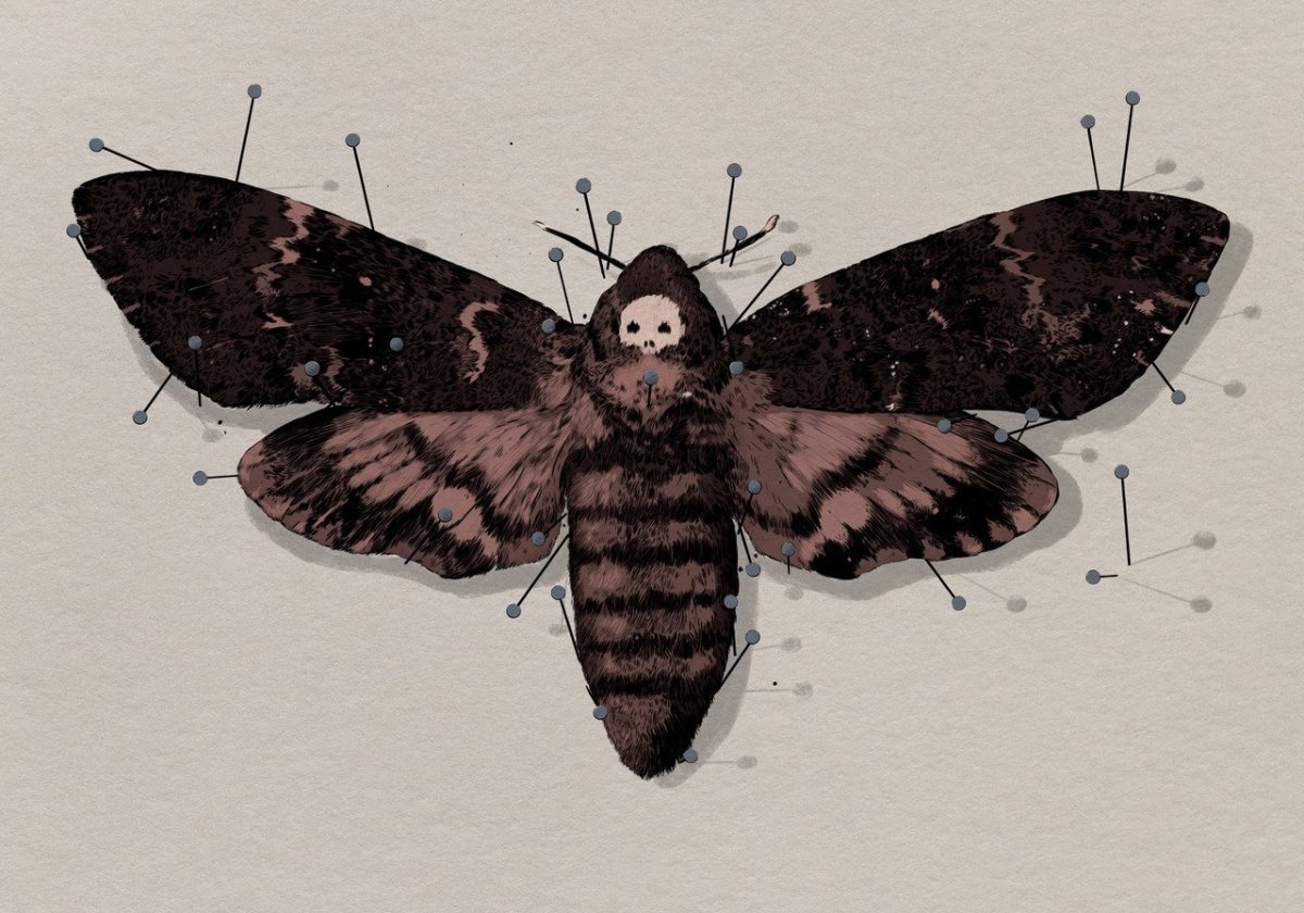 Мертвая бабочка