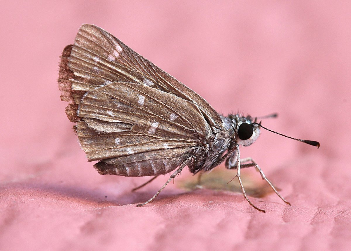 Платяная моль (Tineola bisselliella)