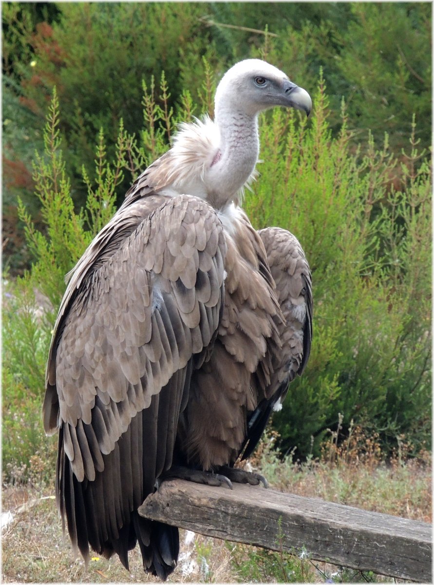 Орел падальщик