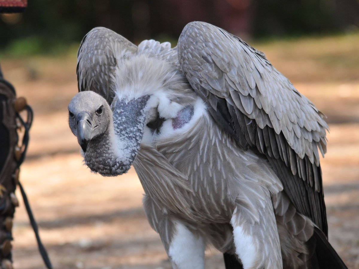 Гриф Стервятник Тотем