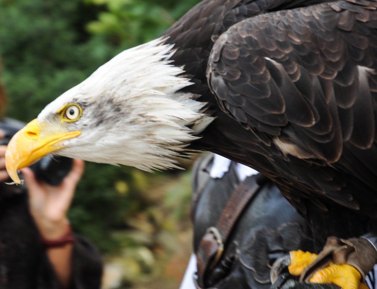 Ястреб Стервятник