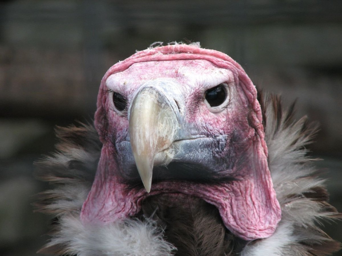 Африканский Ушастый гриф падальщик