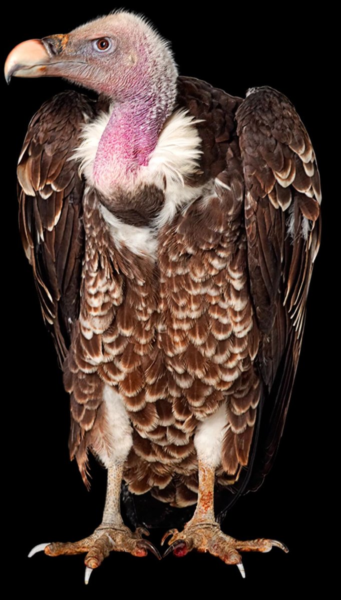 Орел Стервятник