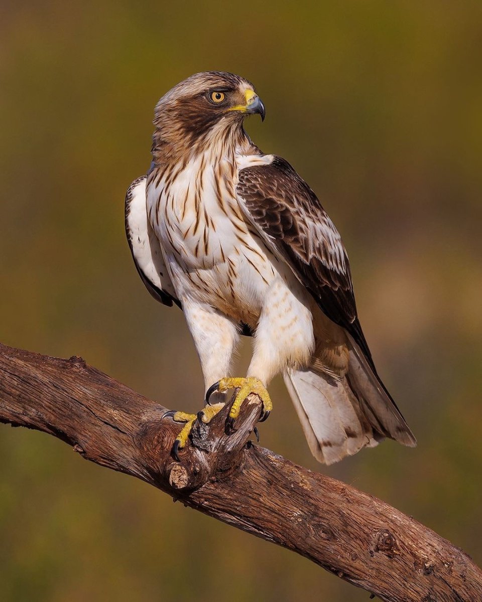 Орел карлик фото