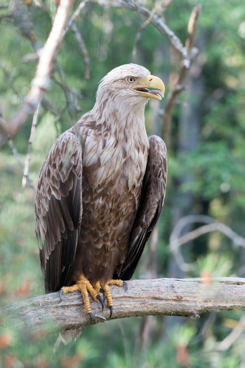 Орлан-белохвост охотится