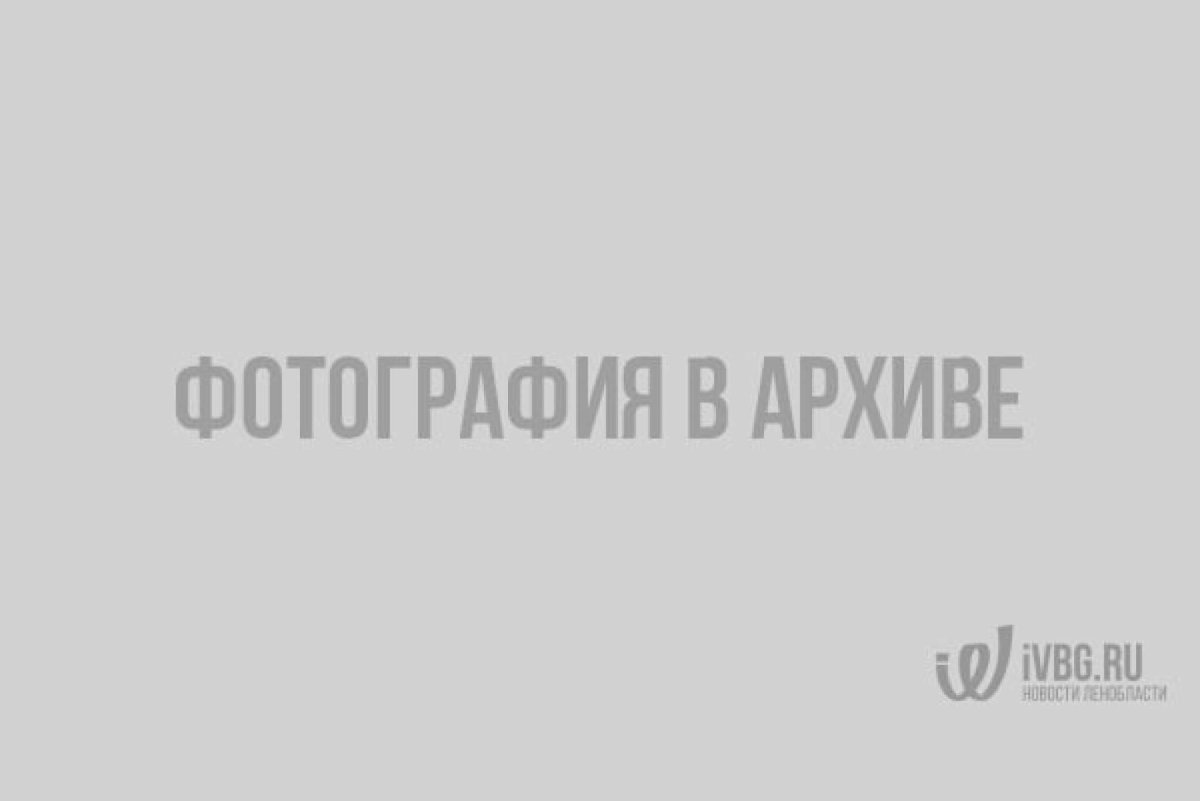 Орлан белохвост в Ленинградской области