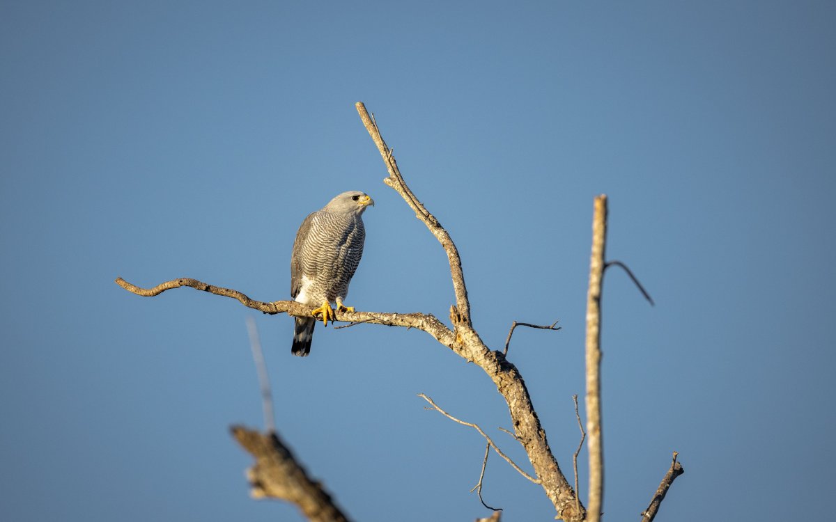 Черница птица 1080