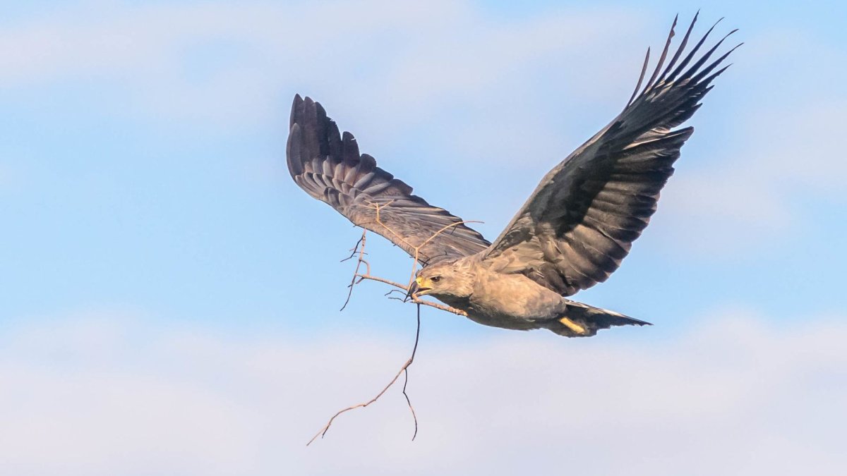 Пантанал хохлатый Орел-отшельник