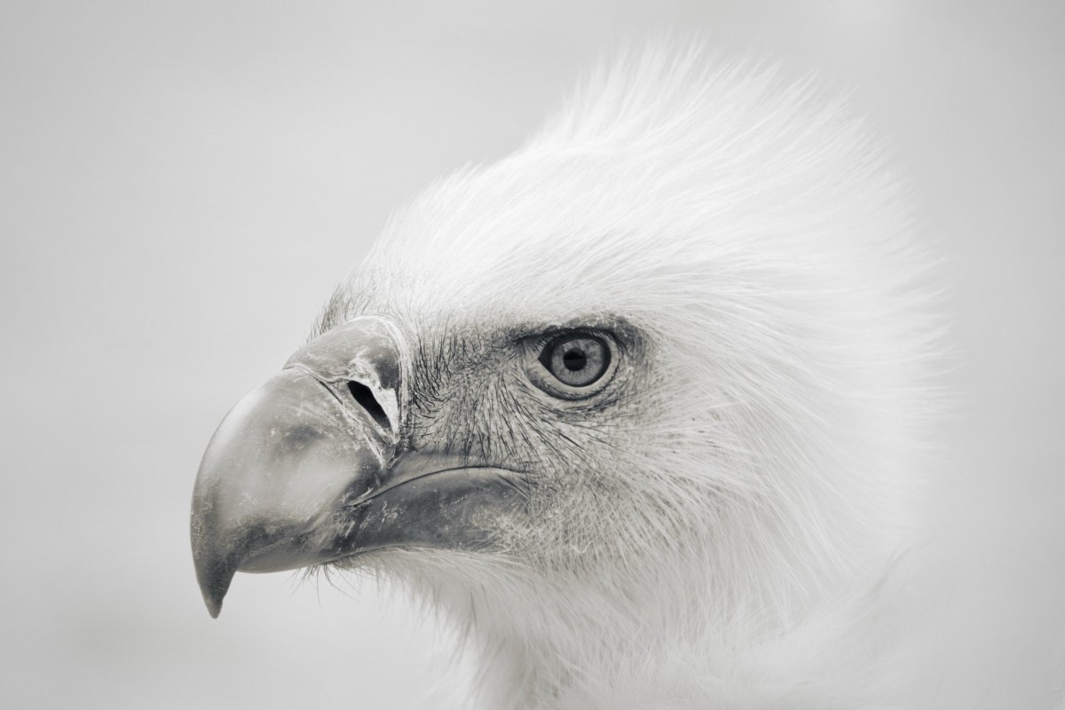 Серебристый орёл