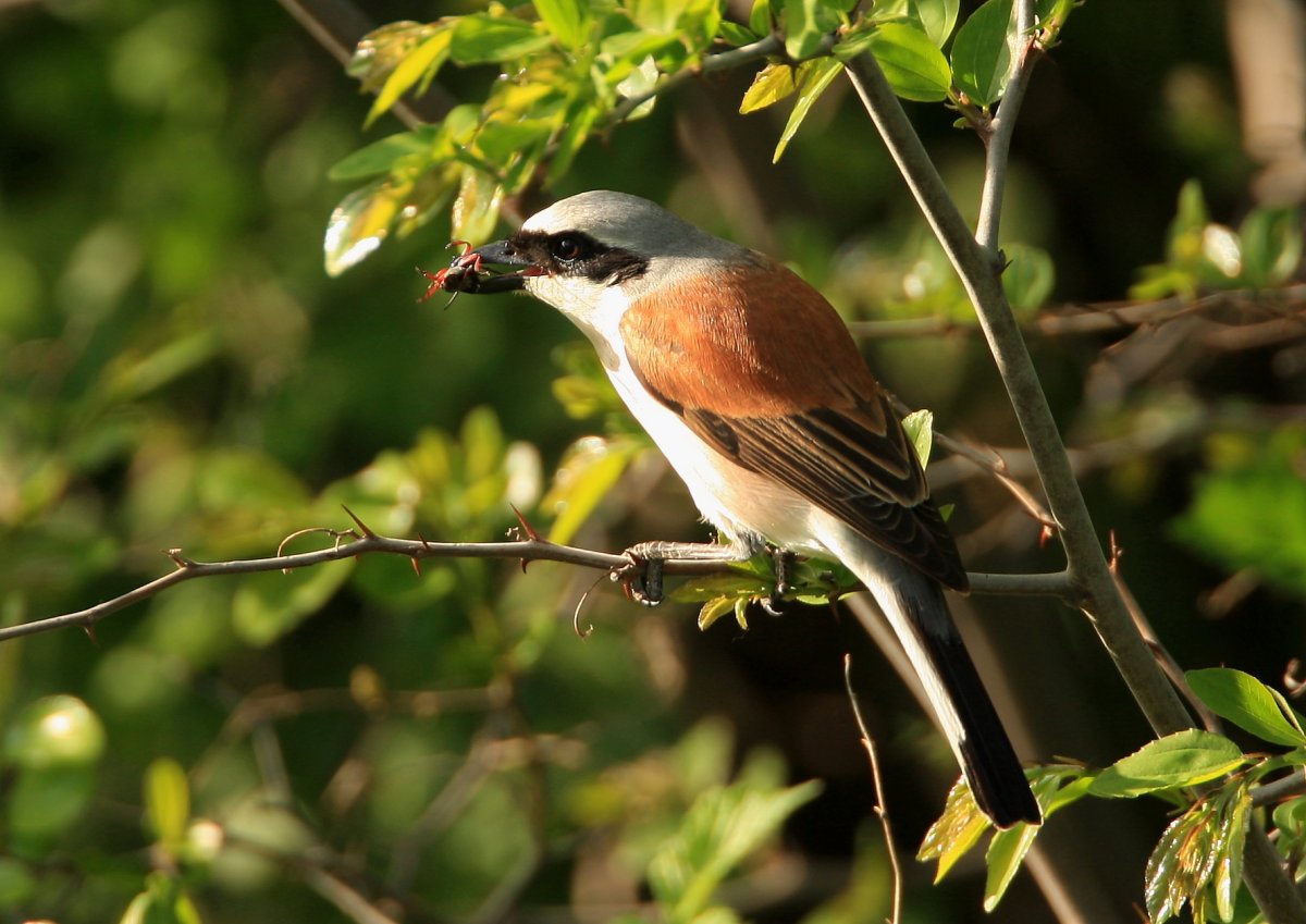 Сорокопут жулан