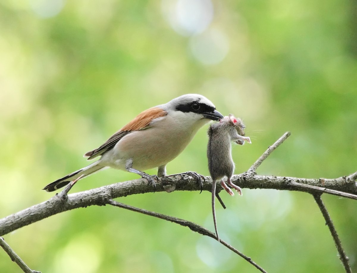 Сорокопут жулан