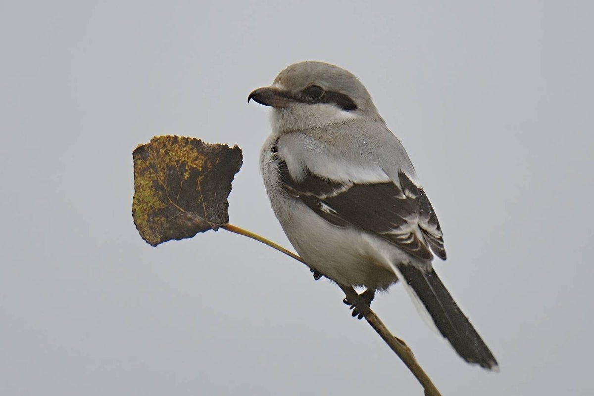 Серый сорокопут птица