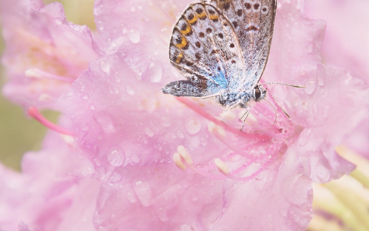 Нежные бабочки