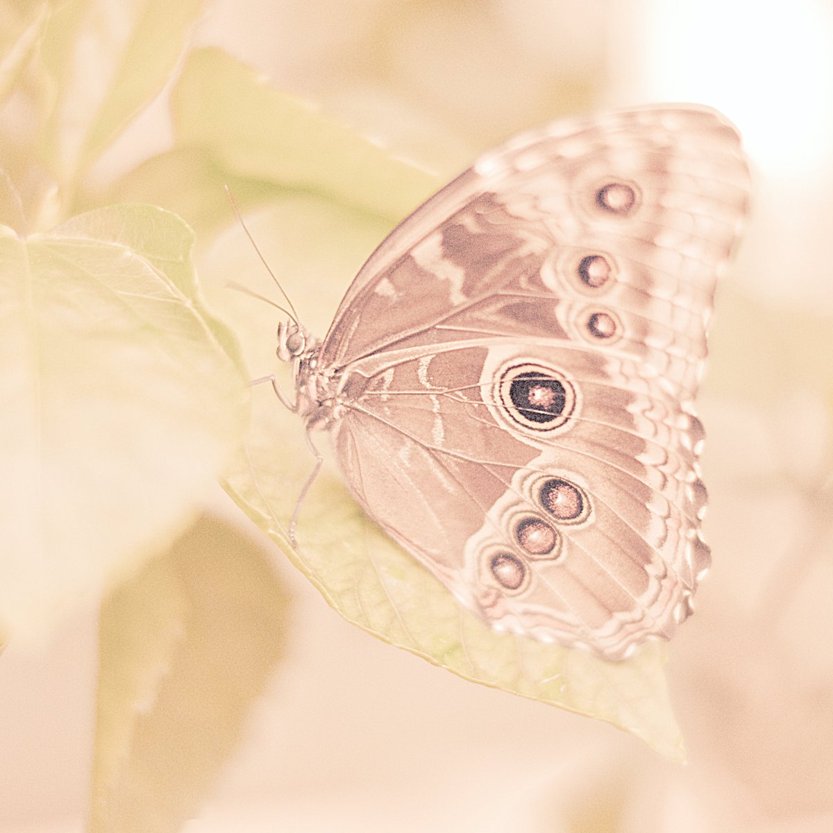 Бабочки постельных оттенков