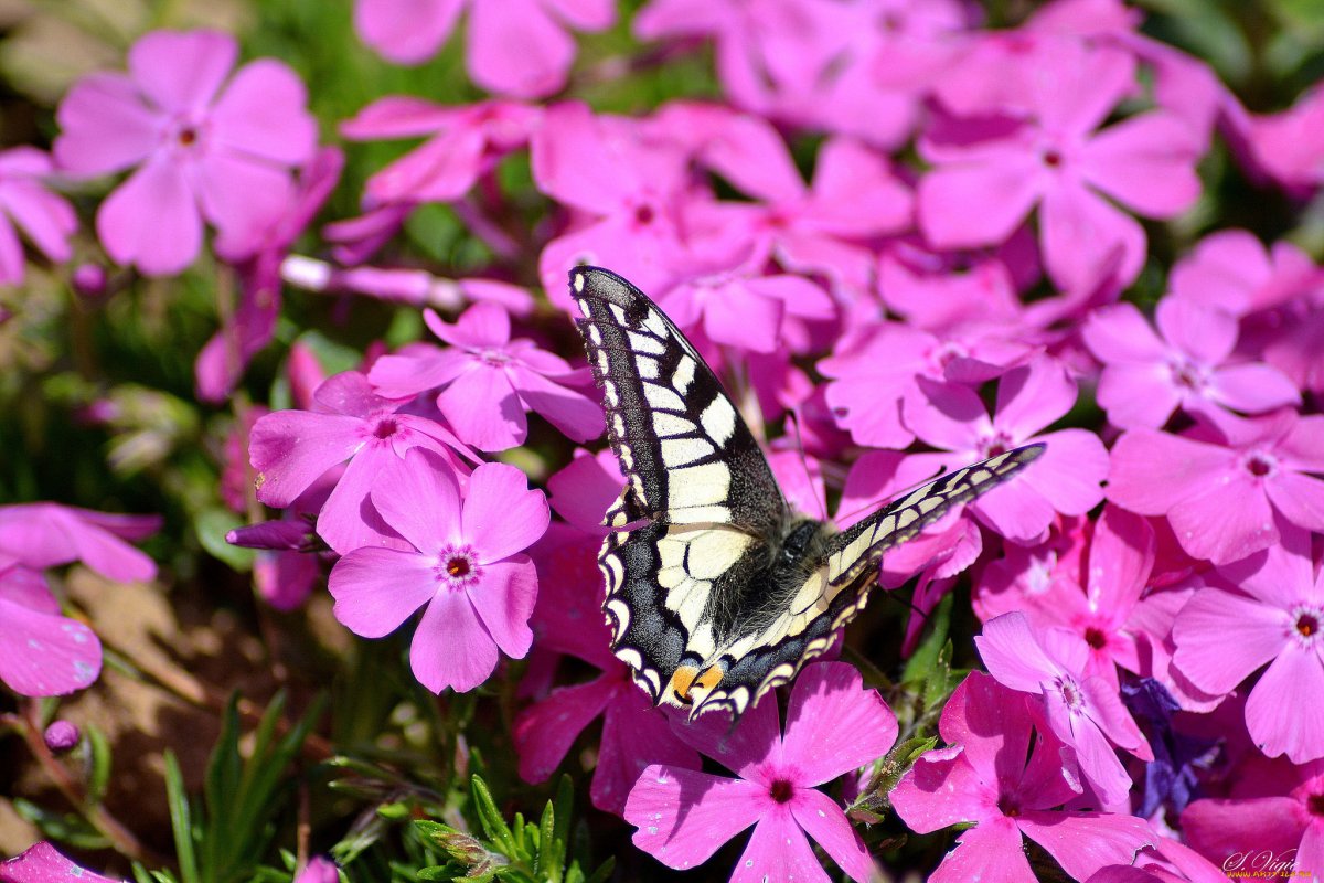 Бабочка на флоксах