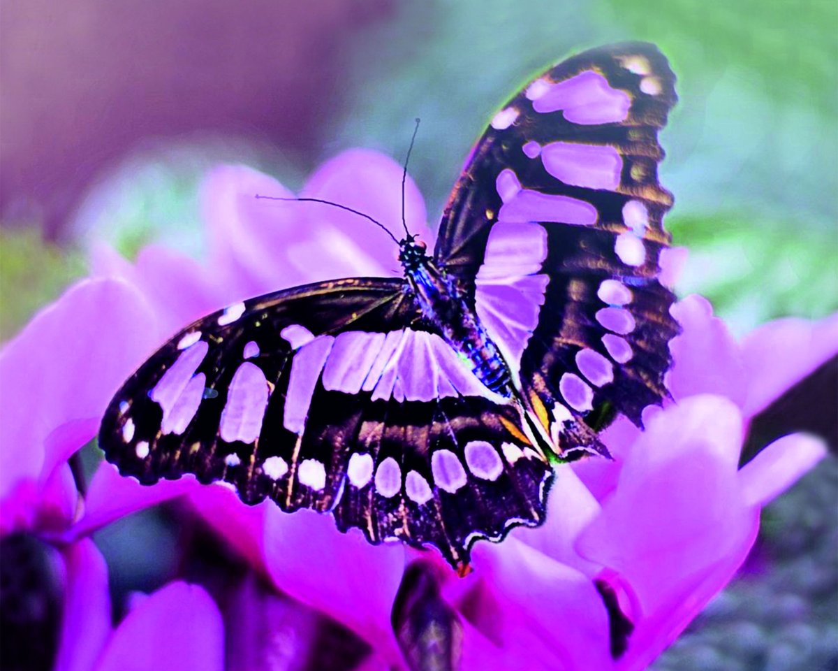 Розовые большие бабочки