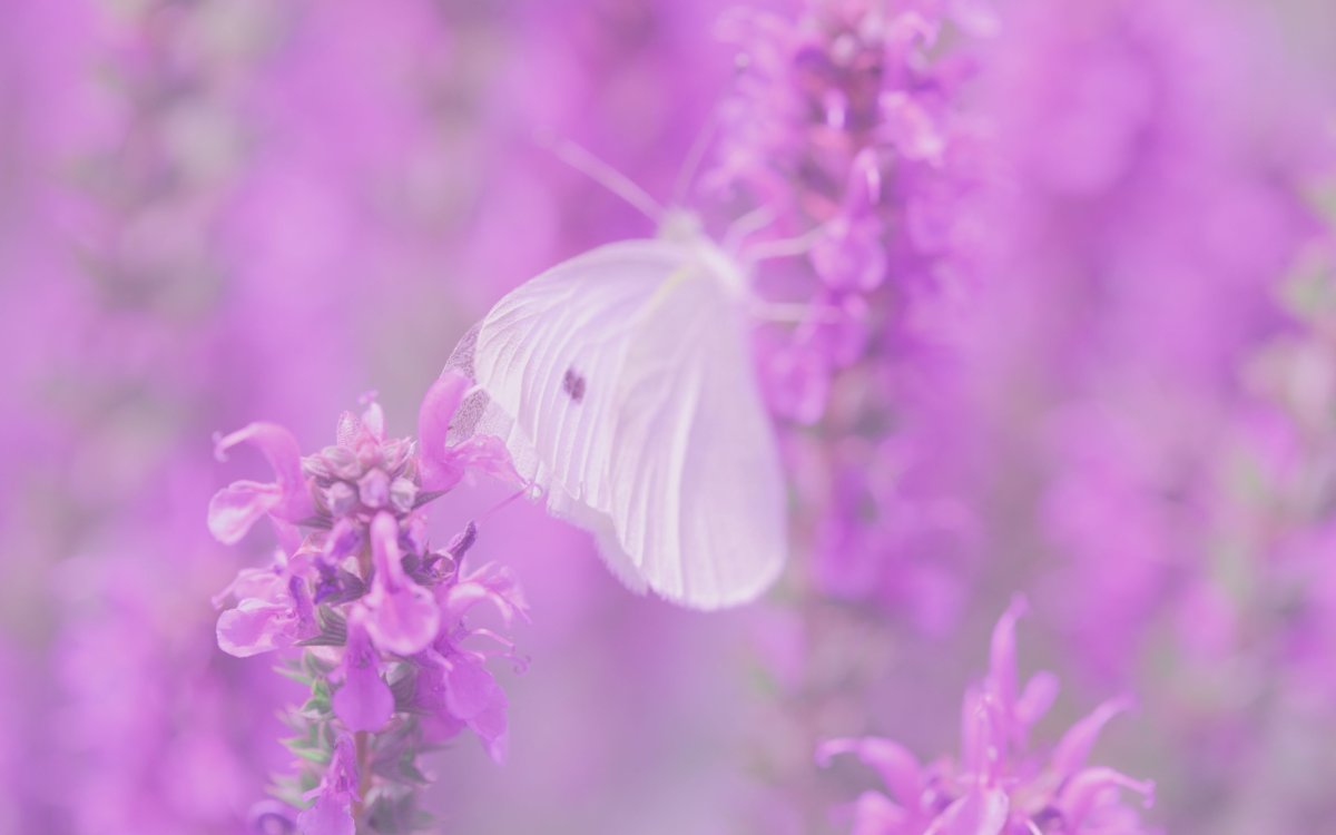 Нежные фиолетовые цветы