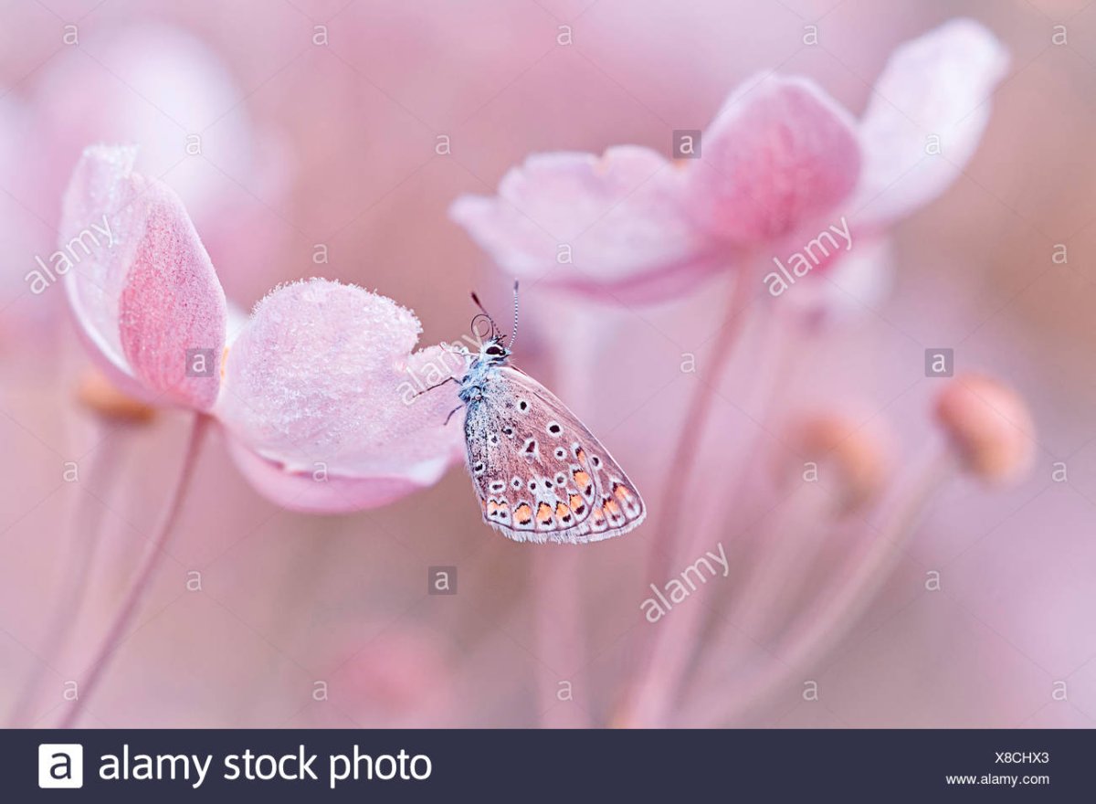 Розовые бабочки в природе