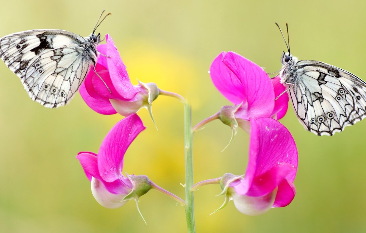 Бабочки розового цвета