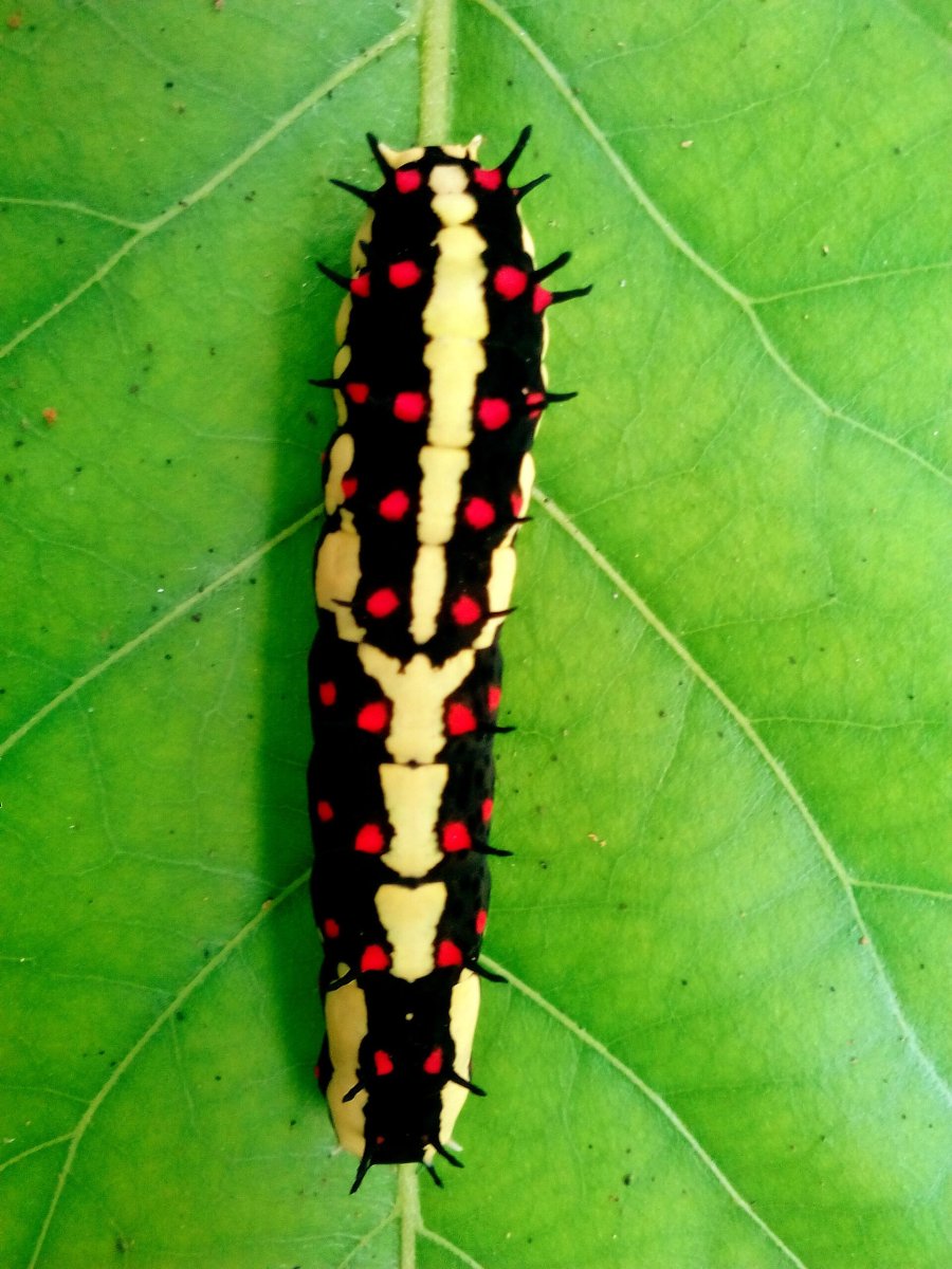 Papilio Troilus гусеница