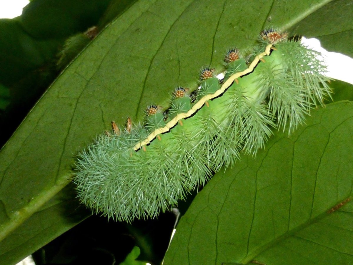 Гусеница моли павлиноглазки Saturniidae