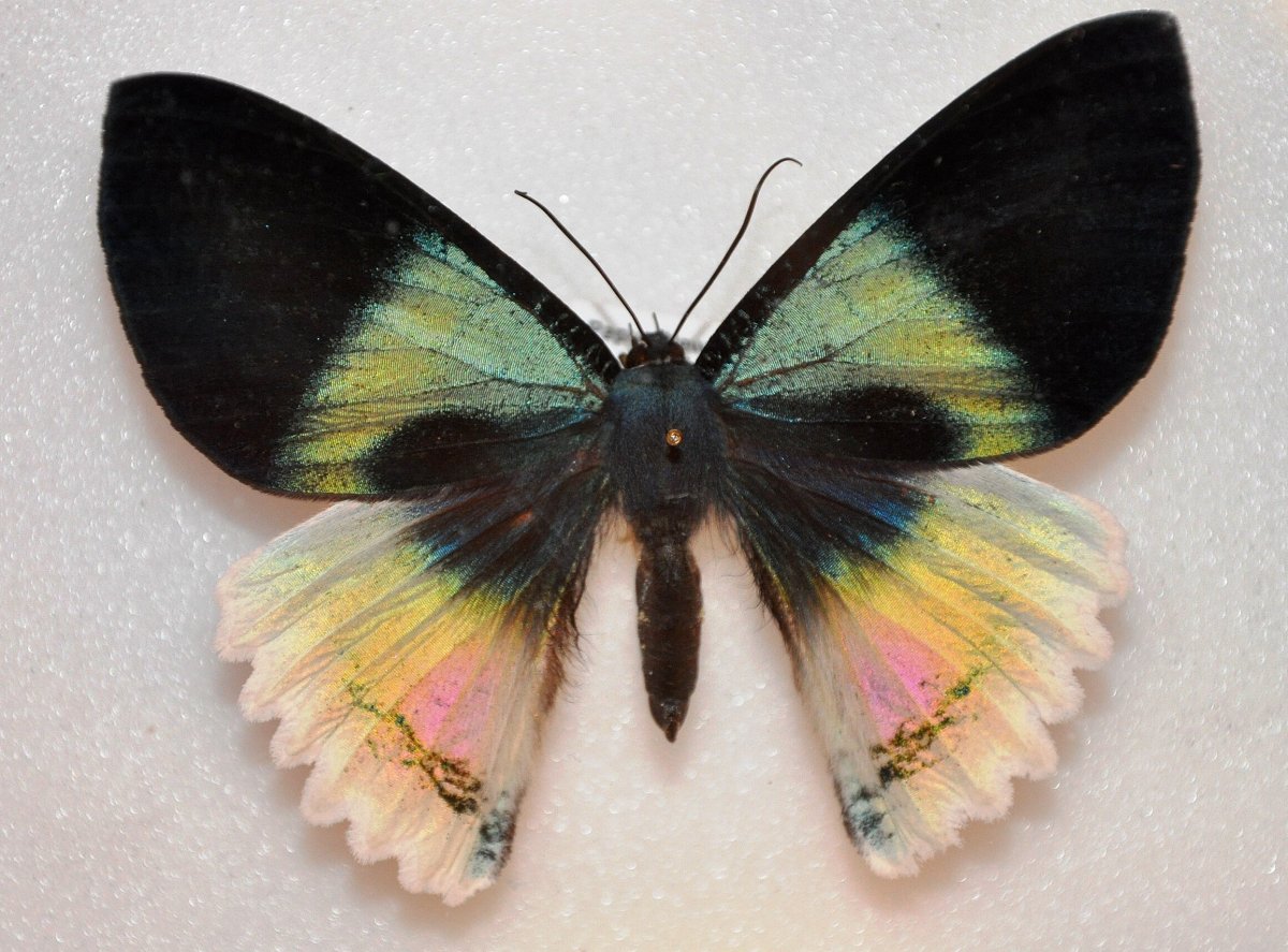 Урания Мадагаскарская (Chrysiridia rhipheus)