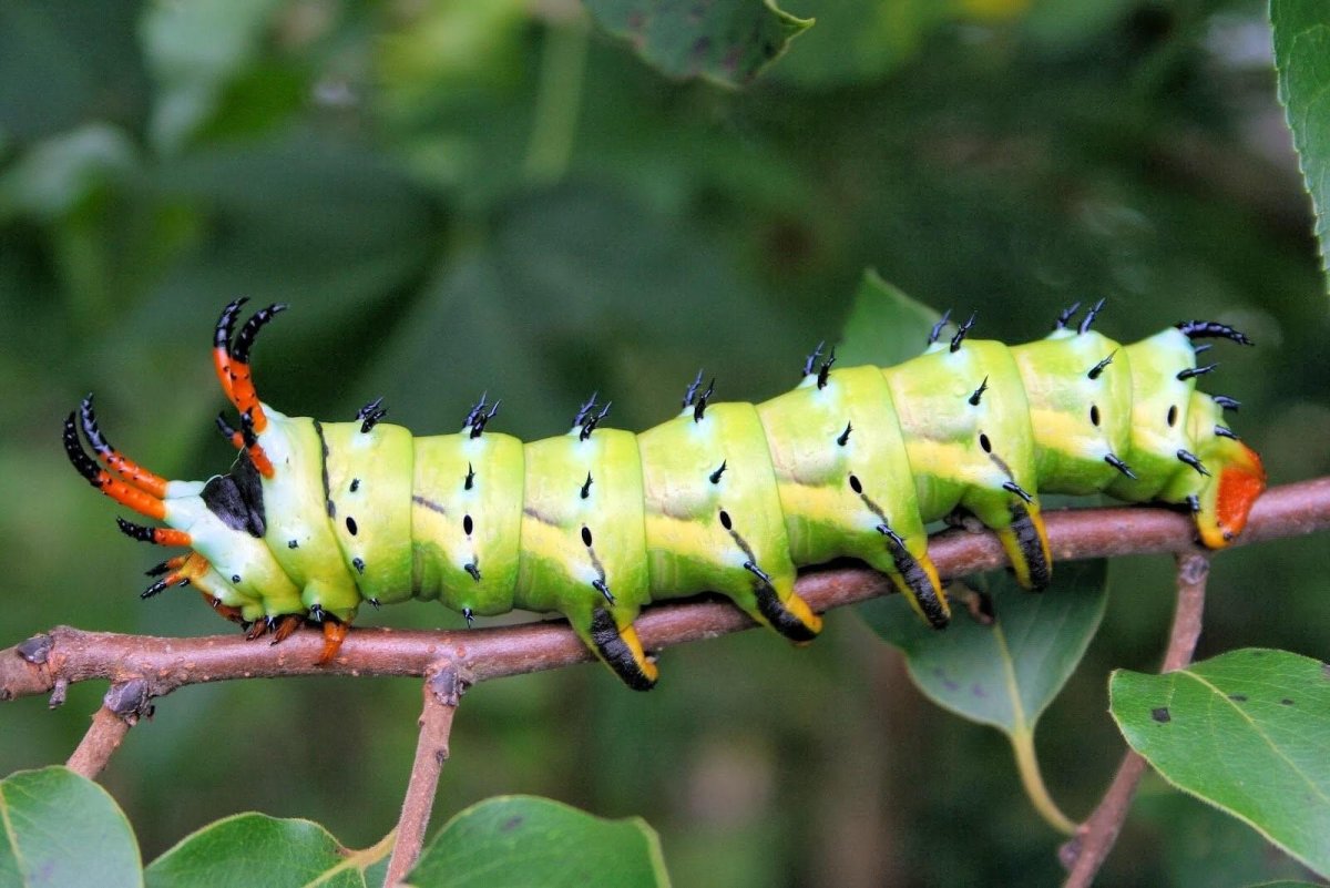 Урания мадагаскарская гусеница