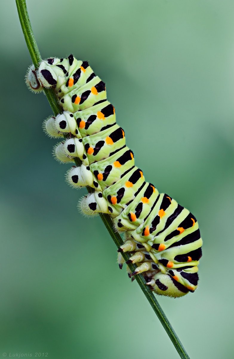 Гусеница бабочки Махаон