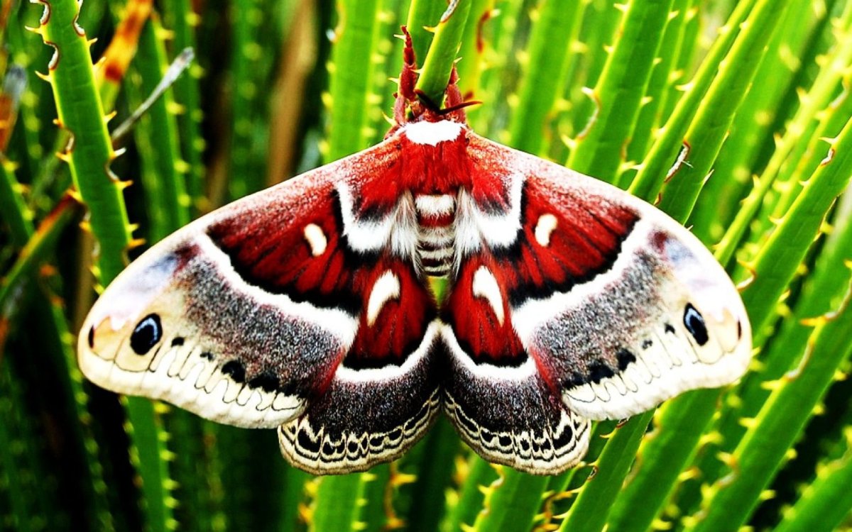 Lepidoptera - чешуекрылые