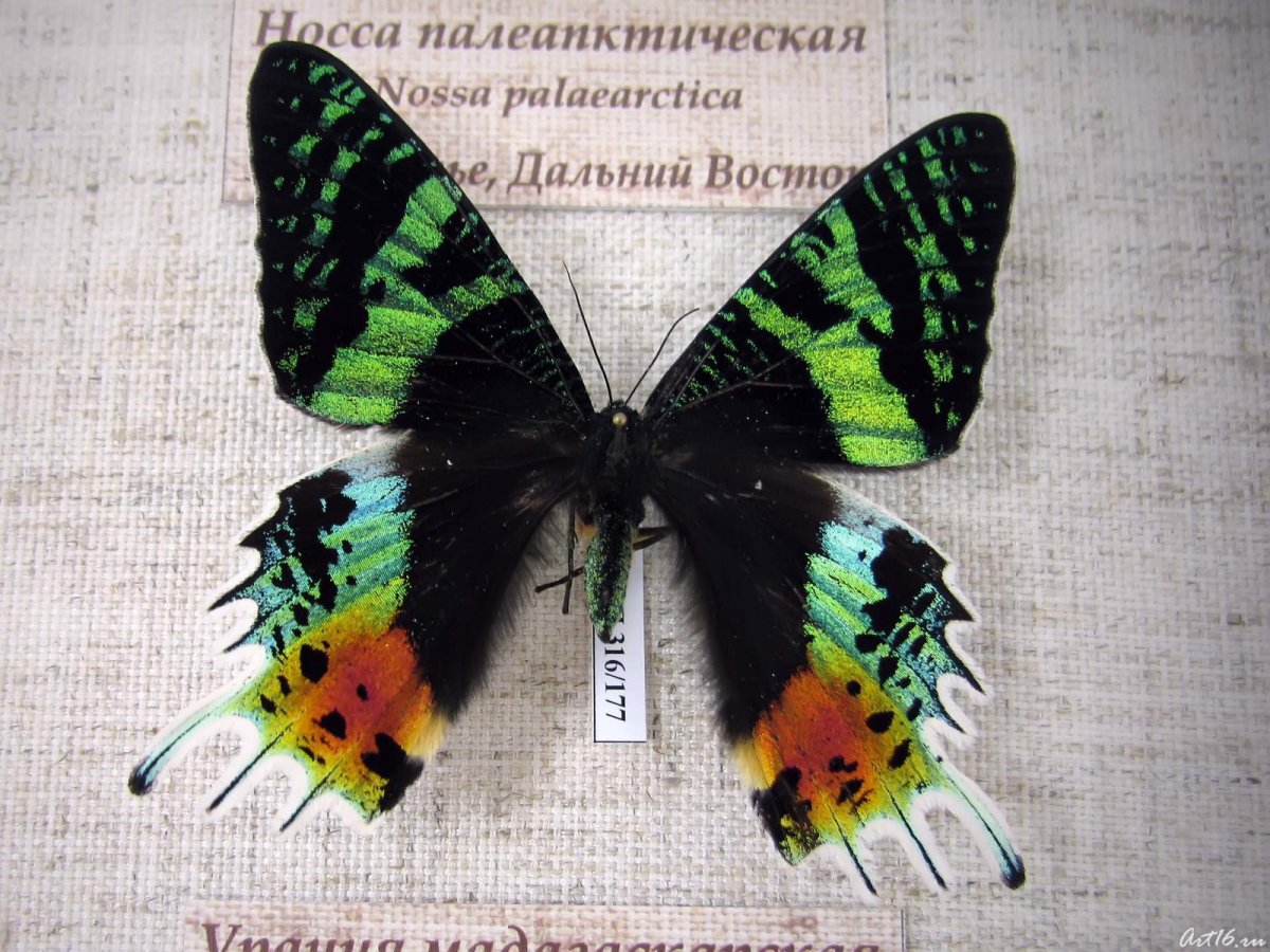 Бабочка Урания Шестихвостая