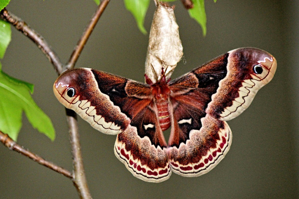 Callosamia Promethea