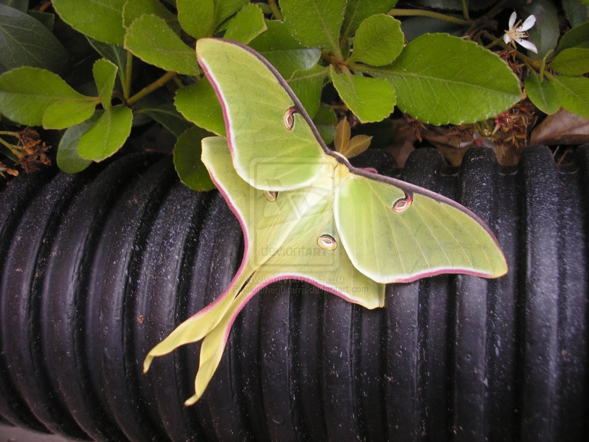 Гусеница бабочки Мадагаскарская Комета