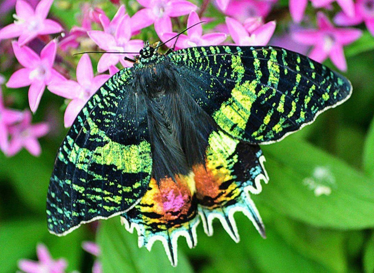 Урания Мадагаскарская