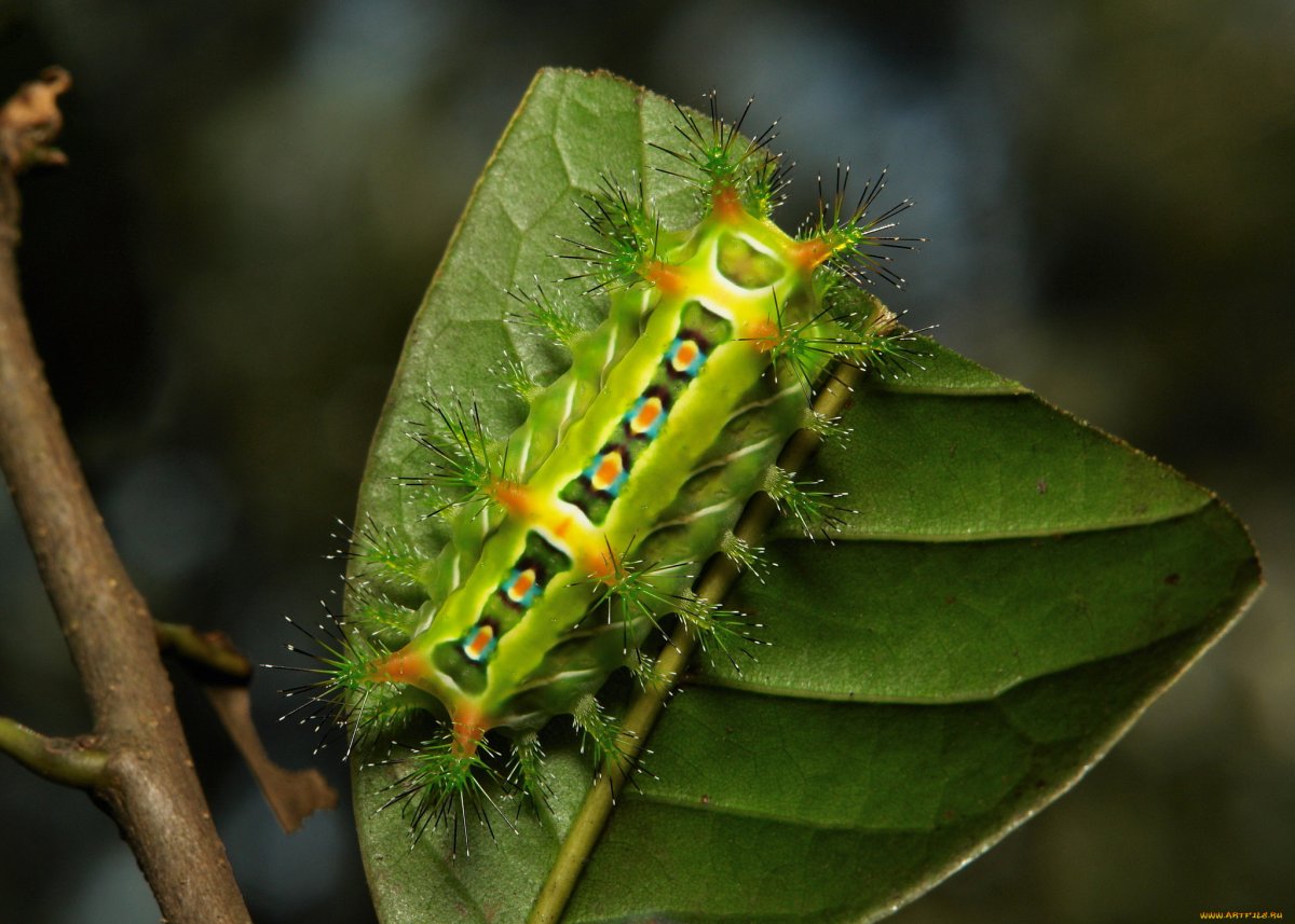 Сатурния гусеница 2 гусеницы