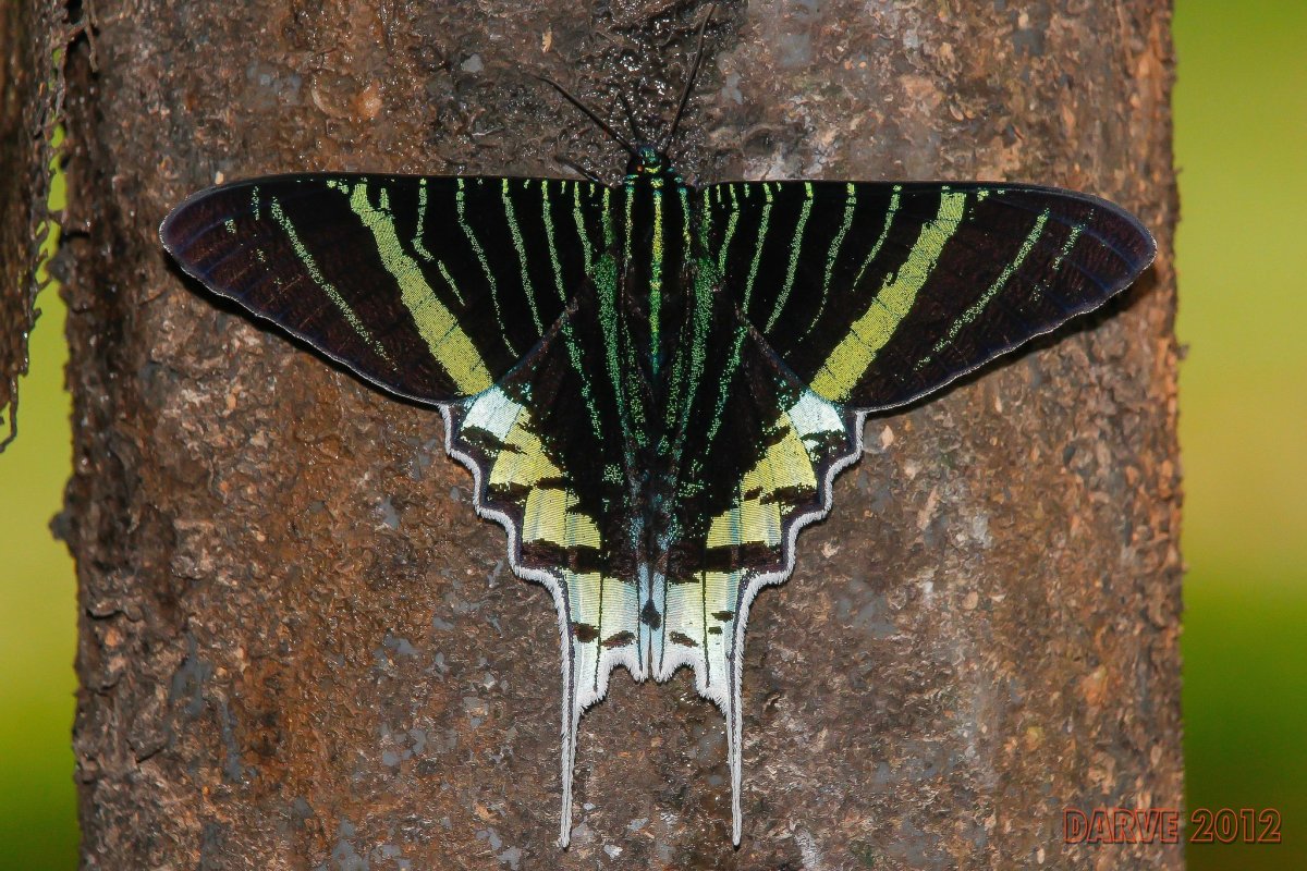 Урания Мадагаскарская куколка