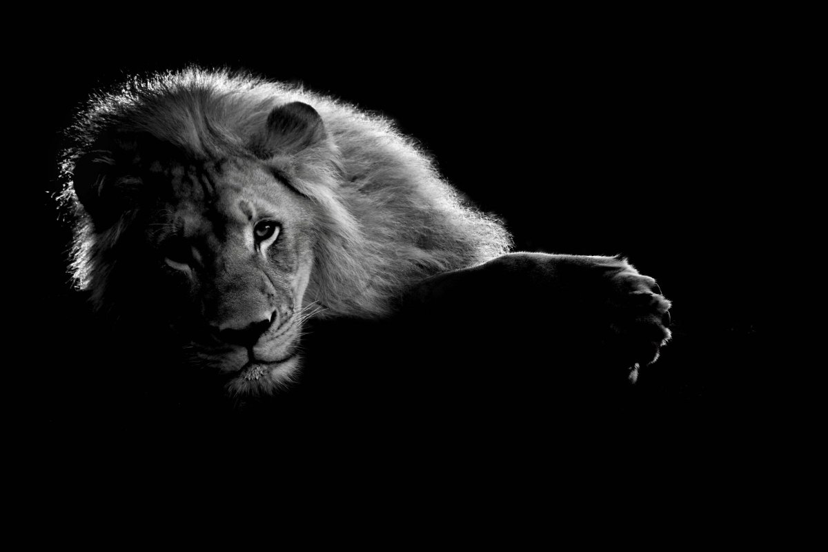 Белый Лев на черном фоне
