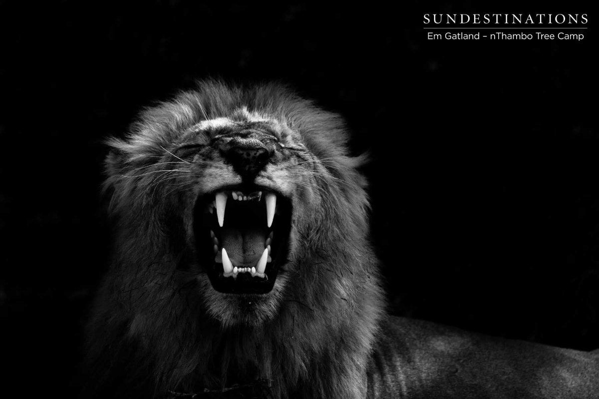 Лев из Темноты