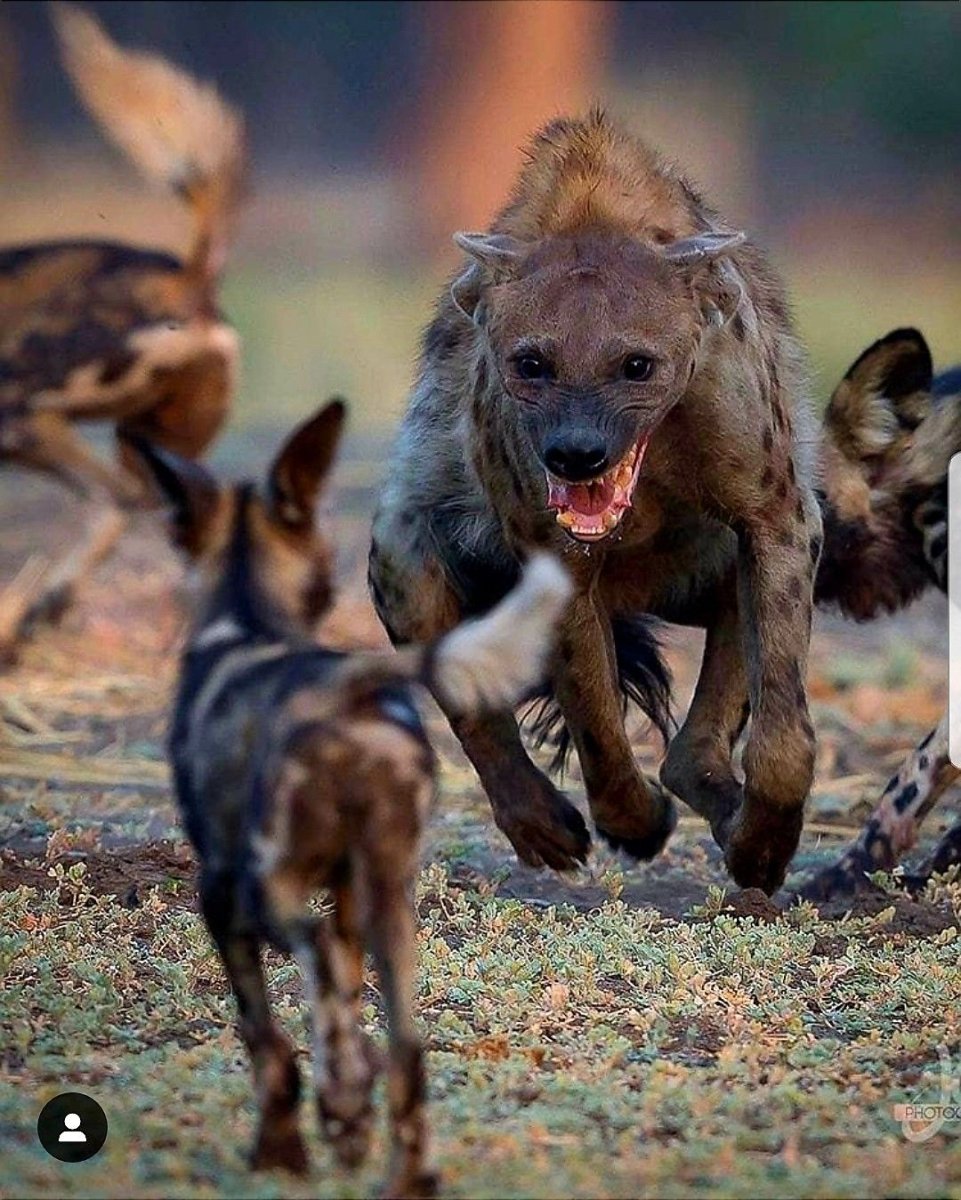 Гиеновидная собака и гиена