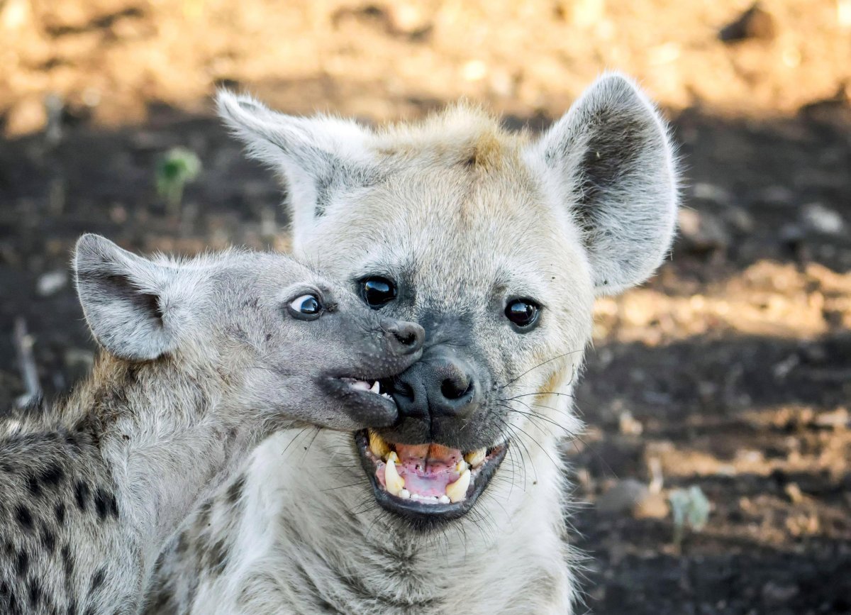 Белая гиена альбинос