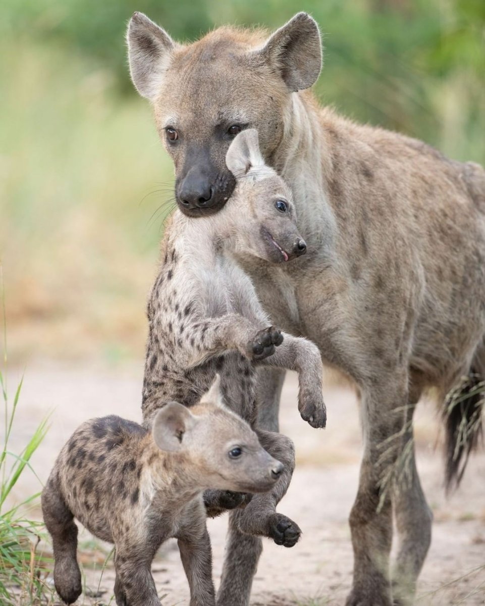 Сумчатая гиена